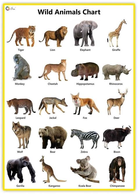 Animal Chart: A Fun Way to Learn About Different Types of Animals