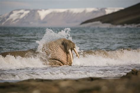 Polar Bear vs. Walrus | Poseidon Expeditions