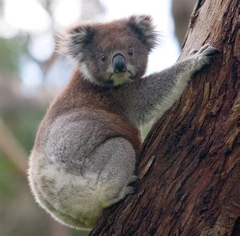 File:Koala climbing tree.jpg - Wikimedia Commons