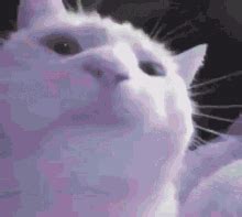 Cat Vibe Funny Cat GIF – Cat Vibe Funny Cat Kitty – discover and share GIFs