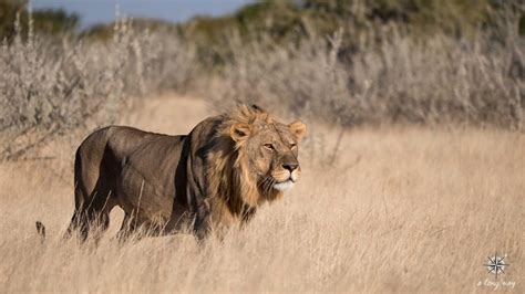 Lion hunting a zebra in Etosha NP – a long way