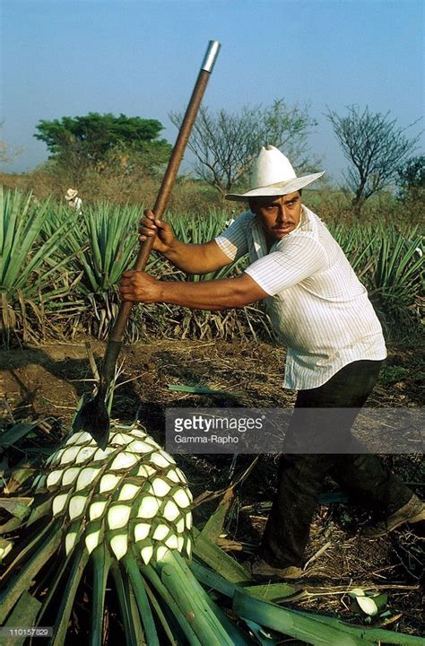 Agave harvest of Tequila Manufacturers in Jalisco, Mexico in July,... | Jalisco, Mexico, Agave