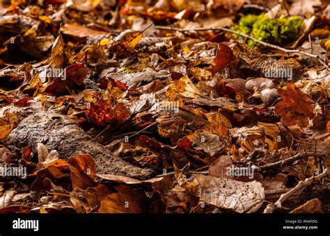 Forest floor texture moss hi-res stock photography and images - Alamy