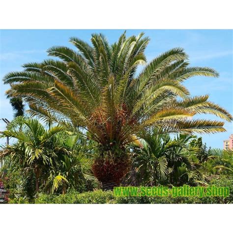 Canary Island Date Palm Seeds (Phoenix canariensis) - Price €2.75