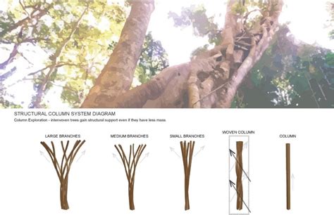 Forest Inspired Canopy Structure Design | Form and Performance