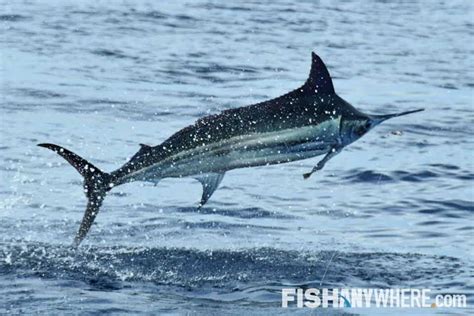 4 Different Types of Marlin | FishAnywhere