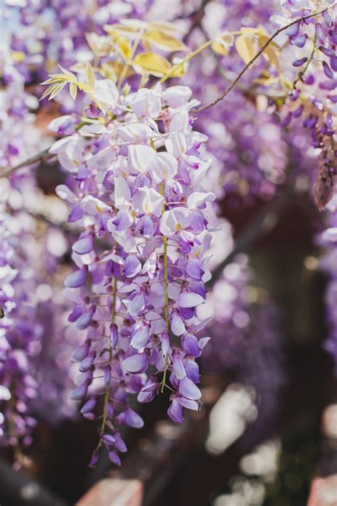 How to Identify, Grow, and Care for Wisteria Vines | Florgeous