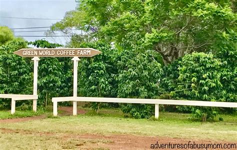 A Trip to the Coffee Farm – Adventures of a Busy Mom