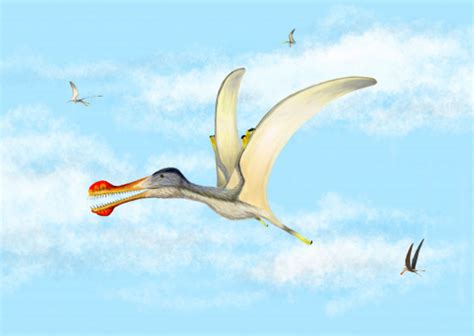 New Pterosaur Fossils Unearthed in Morocco | Paleontology World