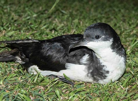 Endangered birds found unexpectedly on the island of Oahu - Earth.com