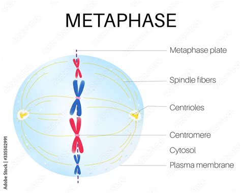 Metaphase is the phase of the cell cycle Stock Vector | Adobe Stock