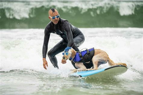 Dog surfing competition in California is fun and an amazing competition.. Video and photos ...