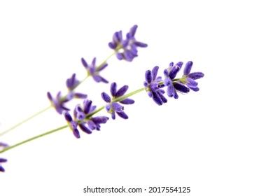 Lavender Petals Isolated: Over 15,283 Royalty-Free Licensable Stock Photos | Shutterstock