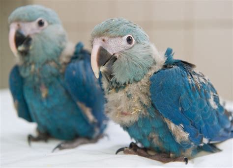 Baby Glaucous Macaw : Biological Science Picture Directory – Pulpbits.net