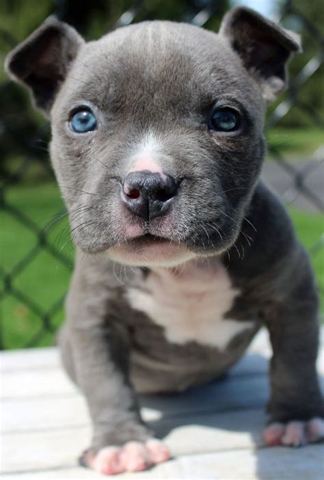 Funny Blue Nose Pitbull Puppies For Sale - Bleumoonproductions