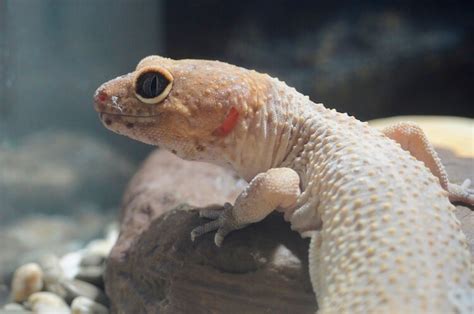 Leopard Gecko Shedding 101: Symptoms, Problems & Behavior - More Reptiles