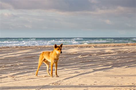 What do dingoes eat on Fraser Island? - Fraser-Tours.com