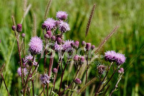 Flower Heads Of Purple Creeping Thistle Cirsium Arvensis Stock Photo | Royalty-Free | FreeImages