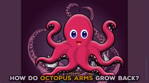 Do Octopus Arms Grow Back? – sharksinfo.com