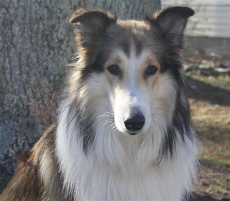 Pin on Old-Time Scotch Collies/Farm Collies