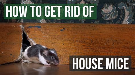 How to Get Rid of Mice in the Walls? | Mouse Nest