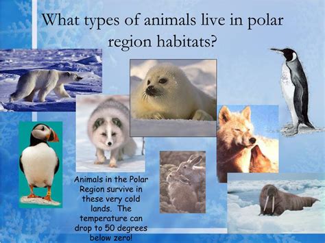 PPT - Habitats: Life in a Polar Region PowerPoint Presentation, free download - ID:2979089