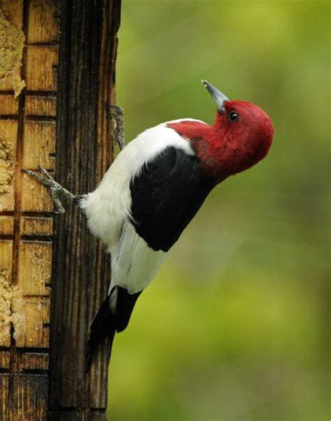 Woodpecker Bird Nest