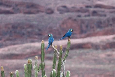 Lear's Macaw - Facts, Diet, Habitat & Pictures on Animalia.bio