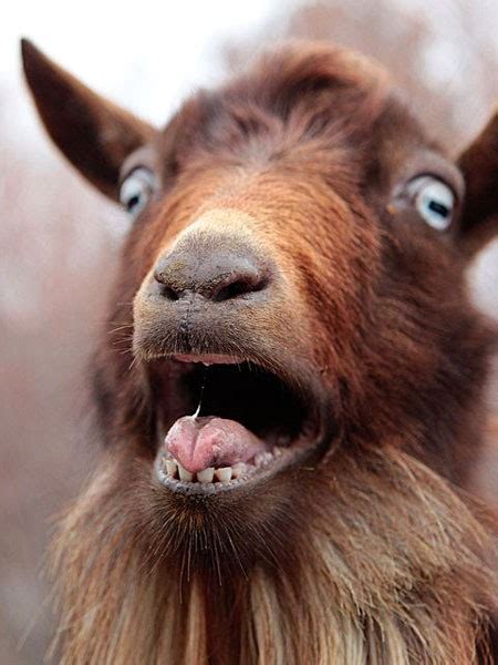 Create meme "the goat face, funny goat" - Pictures - Meme-arsenal.com