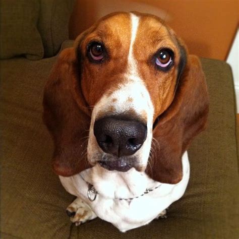 The 16 Funniest Basset Hound Jokes You Should Tell | Basset hound, Basset, Bassett hound