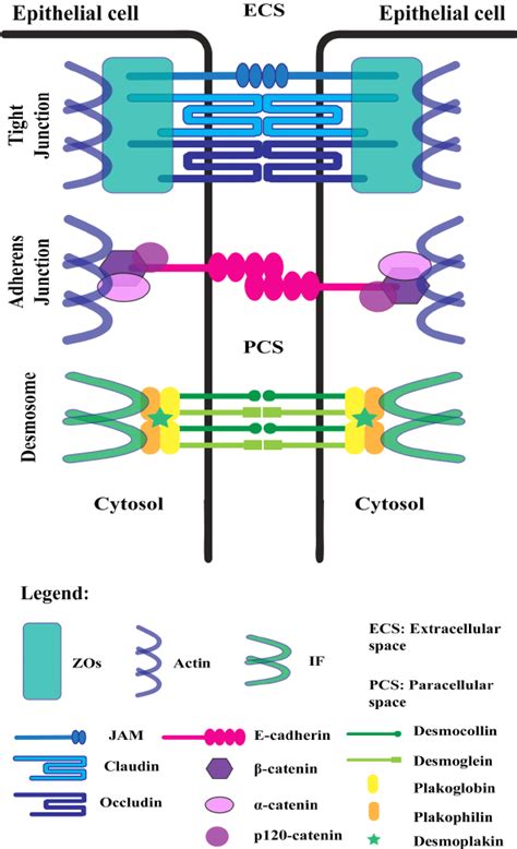 Lateral cell junctions. Shown is a representation of the molecular... | Download Scientific Diagram