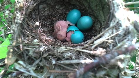 Wood Thrush Eggs