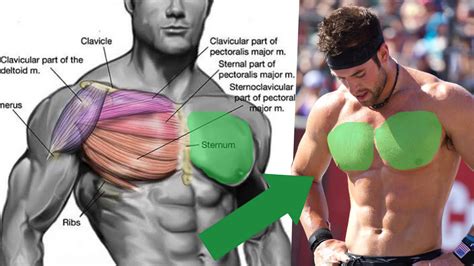 The Most Effective Chest Workout | BOXROX