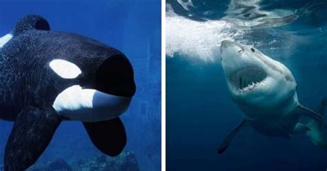 'Shark vs Whale': Who do you think would win this fight between the ...