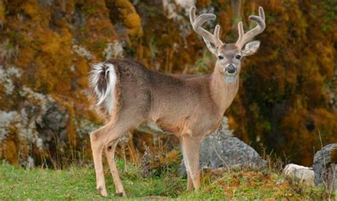 #Michoacán Población Del Venado Cola Blanca Es Saludable - Changoonga.com