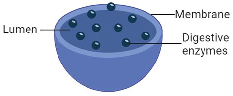 Vacuole Function Lysosome - Nevan Oana