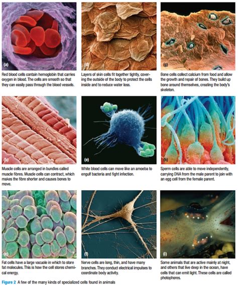 Specialised Animal Cell Functions : Biology: Cell Structure and ...