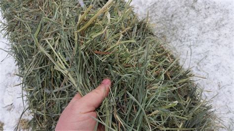 Premium Western Orchard Alfalfa Hay in 3 Tie Bales | Aden Brook