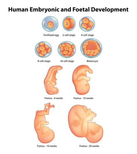 Baby Development By Week - Latest News