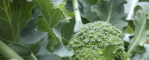 Calcium deficiency | Broccoli | Yara UK