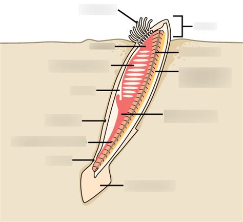 lancelets anatomy Diagram | Quizlet