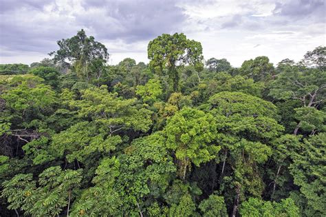 Explain The Daintree and Amazon are examples of this densely wooded ...