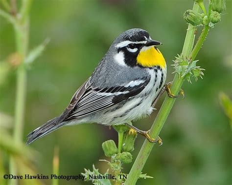 Yellow throated Warbler - Cole's Wild Bird Products