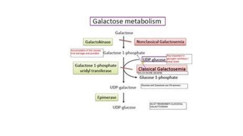 Galactose metabolism | PPT