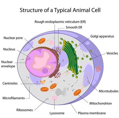 Cell Structure - Biology Questions and Answers | High School Biology ...