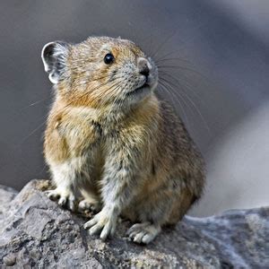 American Pika Facts - NatureMapping