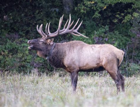 Massive Bull Elk, with Massive Antlers Bugling. Stock Image - Image of ...