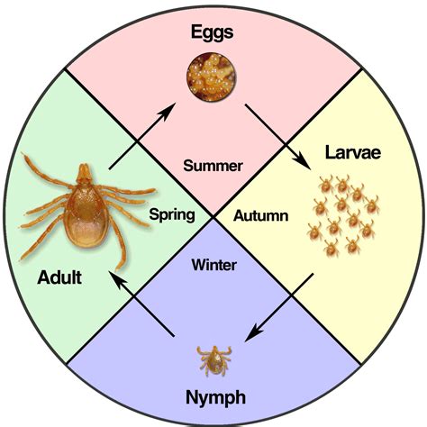 tick life cycle nz - Lavonne Padgett