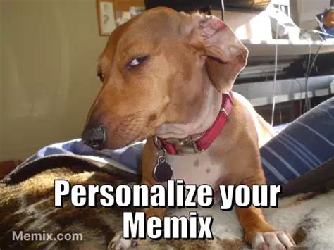 Skeptical Dog Meme, GIF - Share with Memix