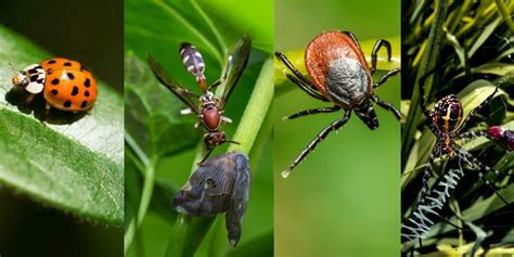 What Is The Difference Between Bugs And Insects | Earth life